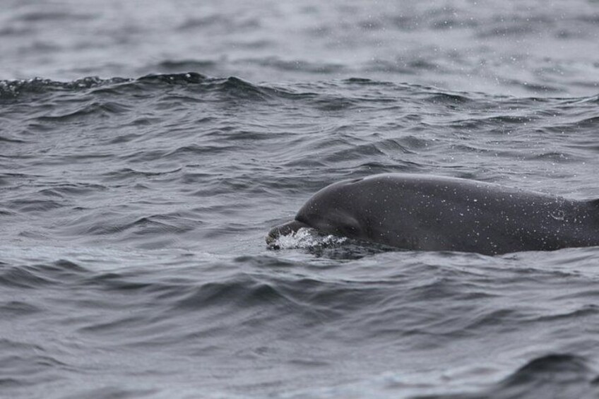 A whale swimming in the ocean. 3