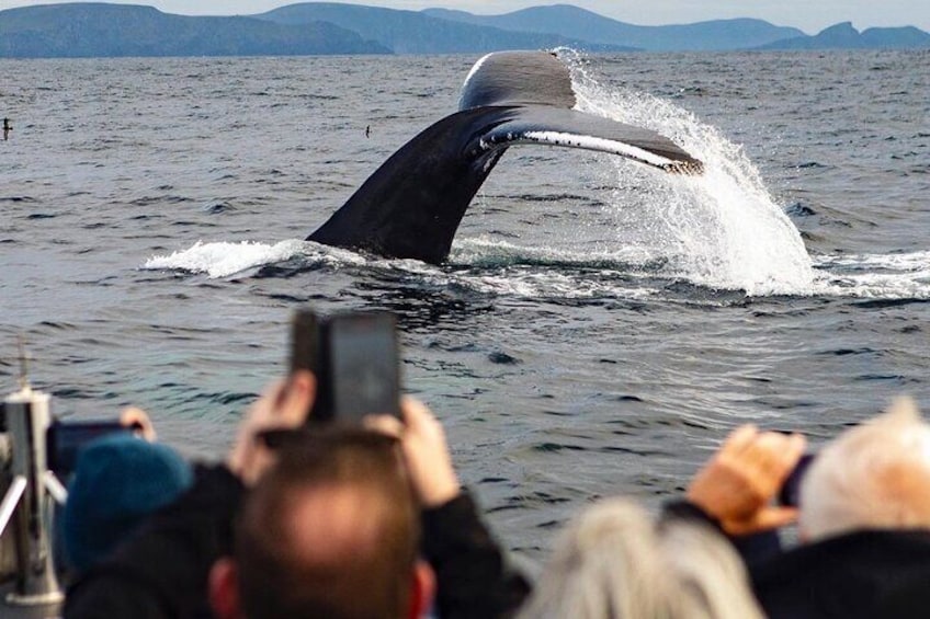 A whale breaching with its tail above the water, people observing, and a boat in the foreground. 4