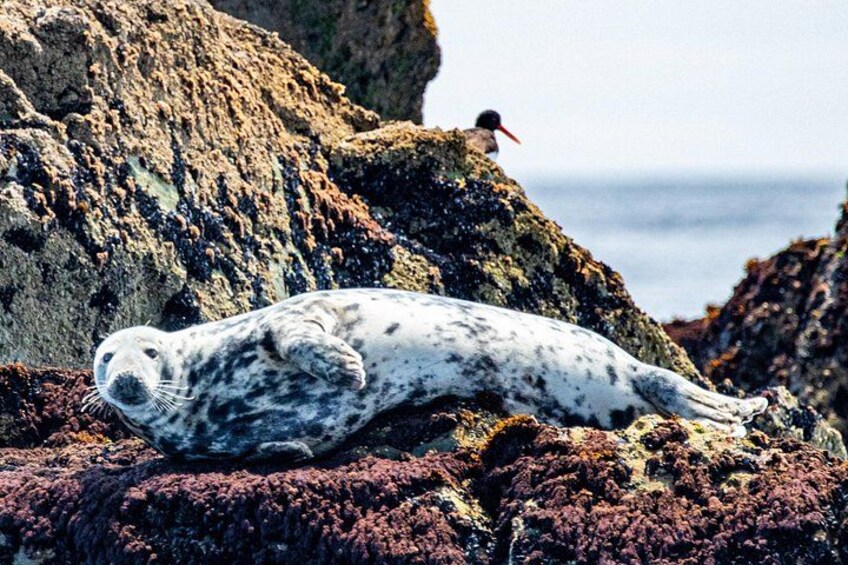 A seal resting on rocky terrain near the ocean. 3