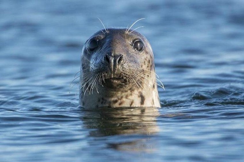 A seal in water. 5