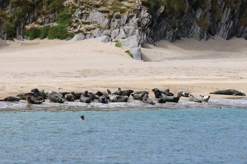 A beach with a group of seals resting on the shore and a person swimming in the water. 3