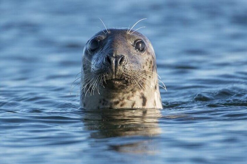 A seal partially submerged in calm water. 2