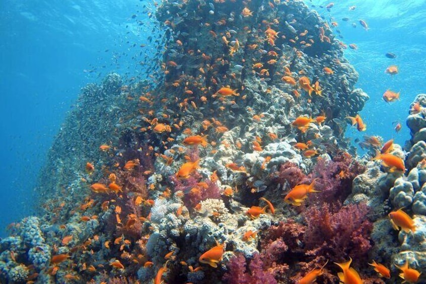 A coral reef with orange fish swimming among the corals. 2