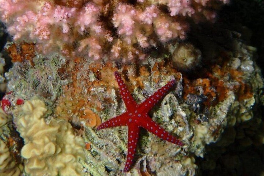 Private Scuba Diving Adventure in the Red Sea of Aqaba 2