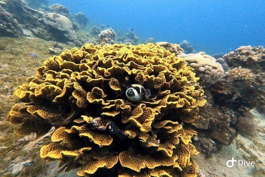 Private Scuba Diving Adventure in the Red Sea of Aqaba 5