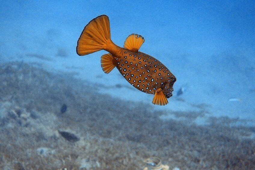 Private Scuba Diving Adventure in the Red Sea of Aqaba 4