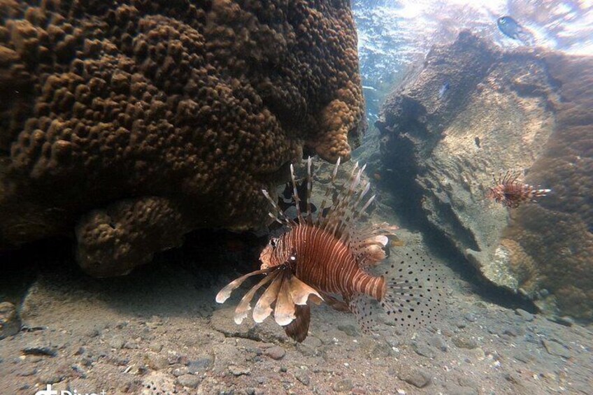 Private Scuba Diving Adventure in the Red Sea of Aqaba 3