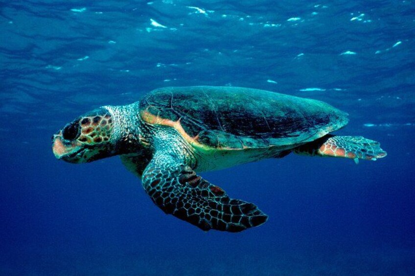 Une tortue de mer nageant sous l’eau. 1