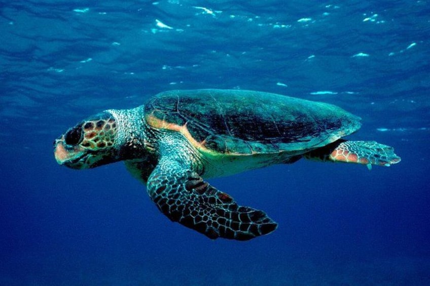 A sea turtle swimming underwater. 1