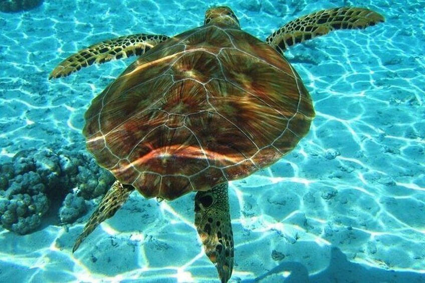 Una tartaruga marina che nuota sott'acqua. 2