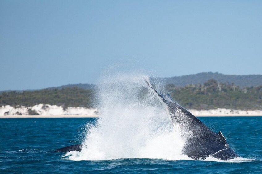 Hervey Bay Humpback peduncle throw 5