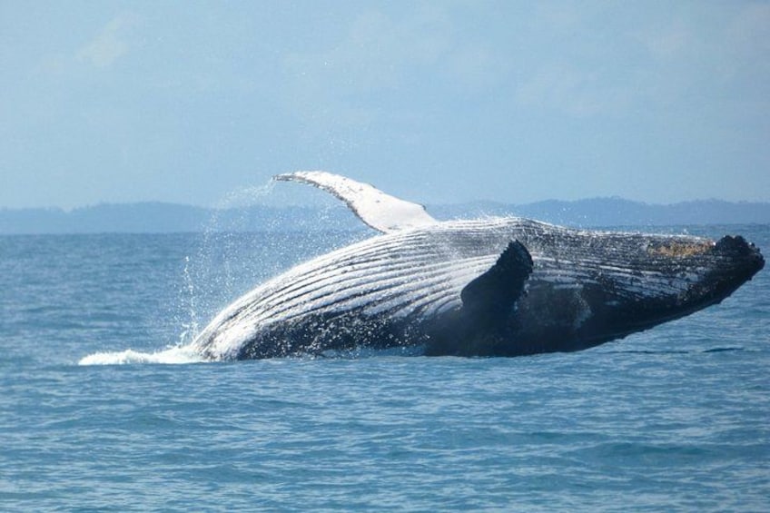 Hervey Bay Humpback Breach 2