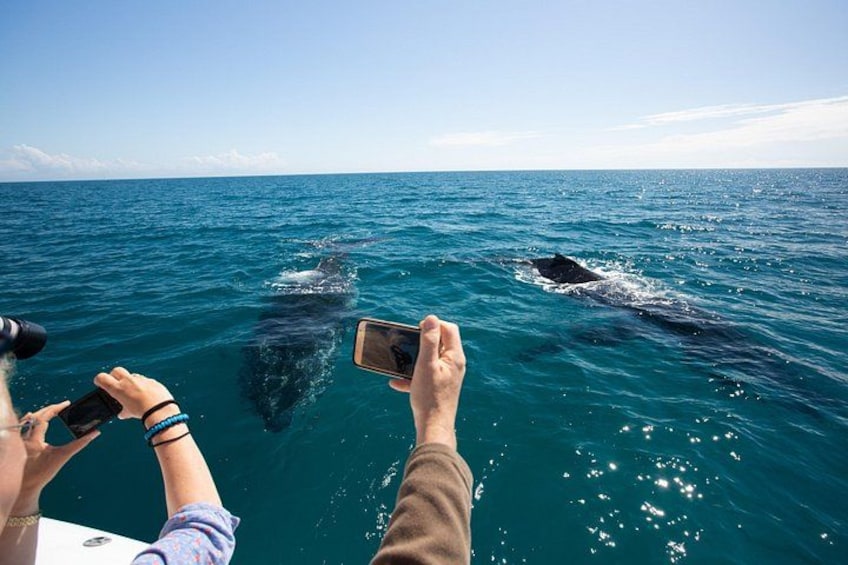 Hervey Bay Humpback whale photo opportunities 4