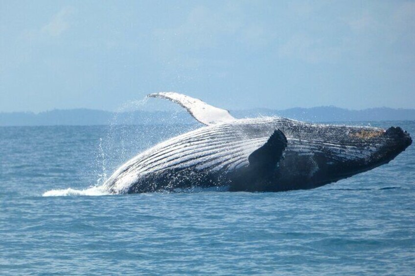 Hervey Bay Humpback Breach 2