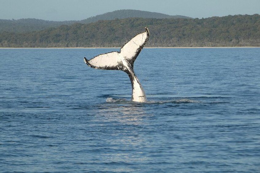 A whale breaching with its tail flukes visible above the water. 2