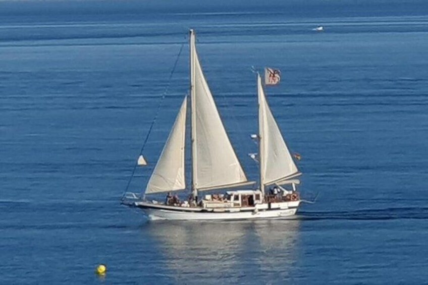 Dolphin Watching Adventure in Estepona Bay 2