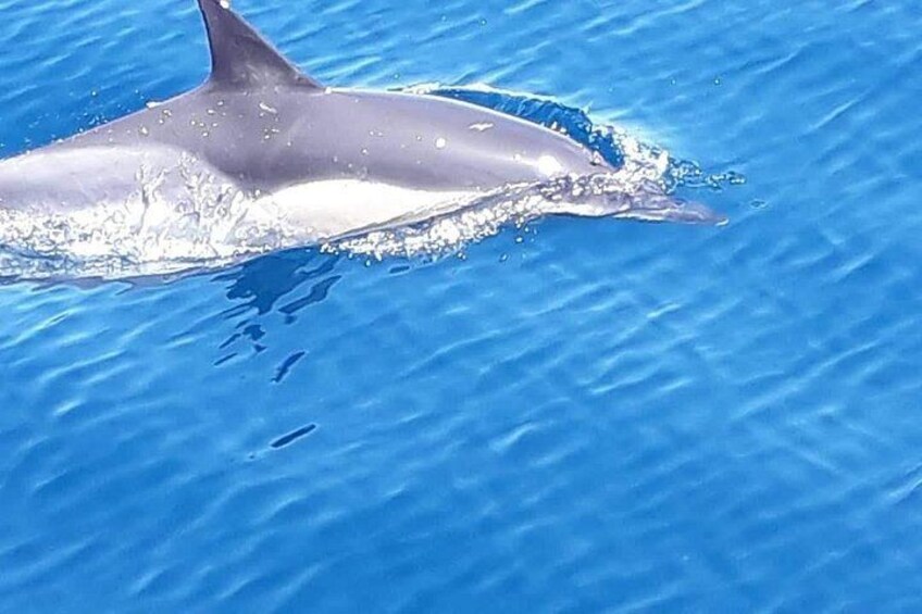 Common or striped dolphin 2