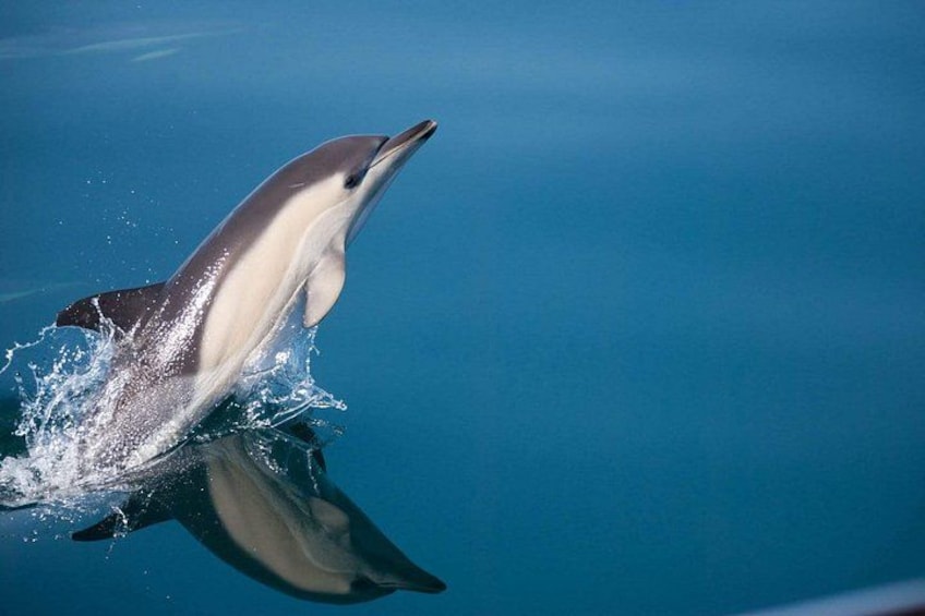 Un dauphin sautant hors de l’eau. 2