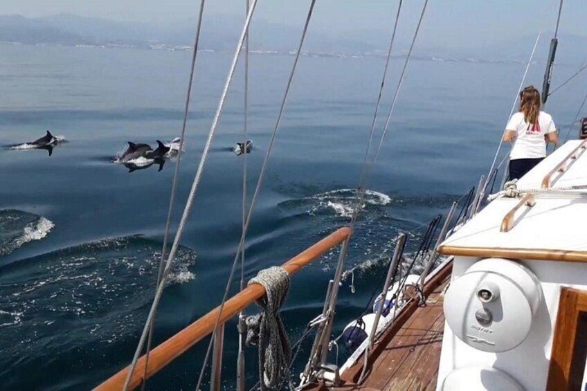 Dolphins to Port 2
