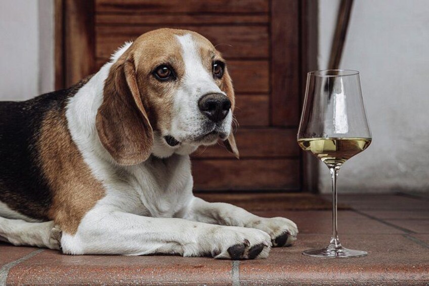 A dog lying on a tiled floor next to a glass of white wine. 2