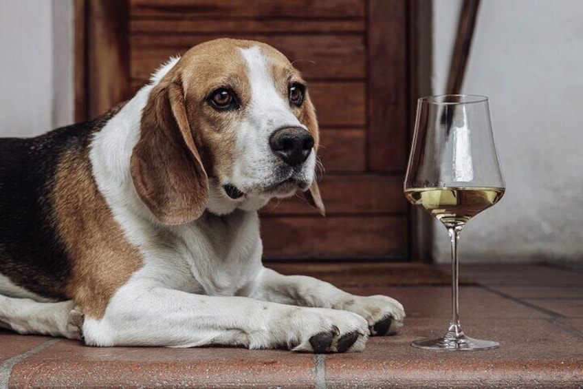 A beagle lying on a tiled floor next to a glass of white wine. 2