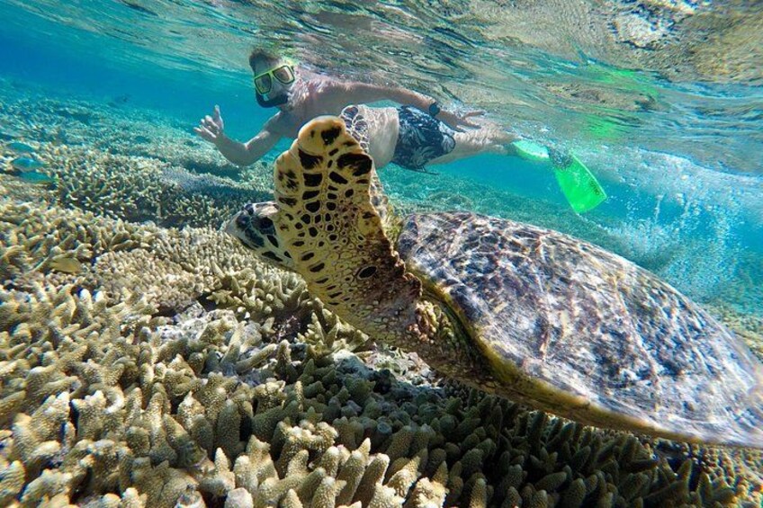 A diver swimming with a sea turtle near a coral reef. 5
