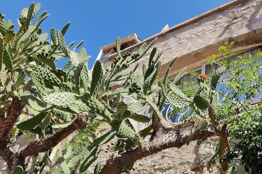 Un cactus devant un bâtiment à la façade en pierre. 2