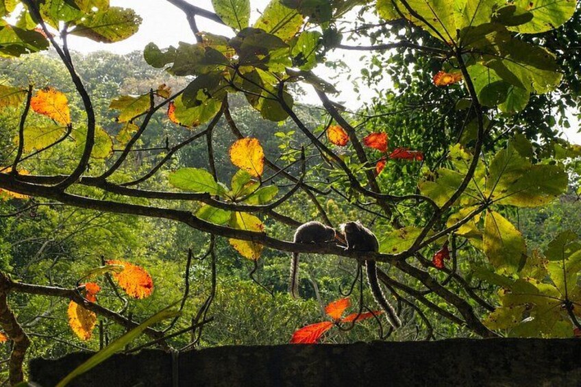 Ein Affe auf einem Ast mit Herbstlaub. 1
