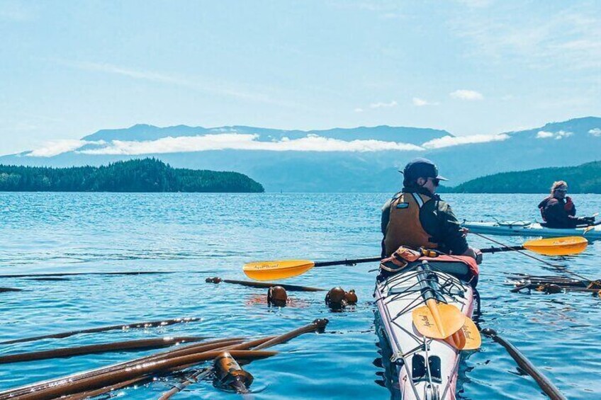 Vancouver Island: Full-Day Kayak Tour from Telegraph Cove  1