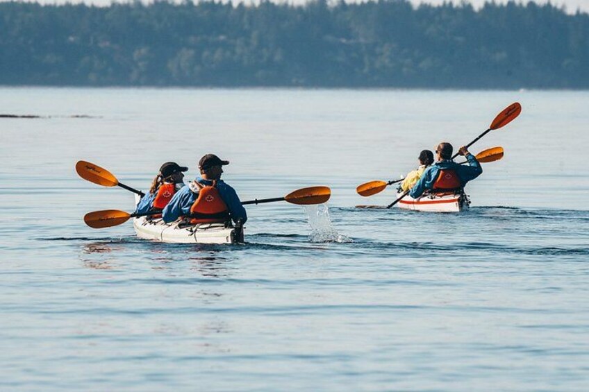 Trois kayaks sur une étendue d’eau calme, avec une rive boisée en arrière-plan. 3