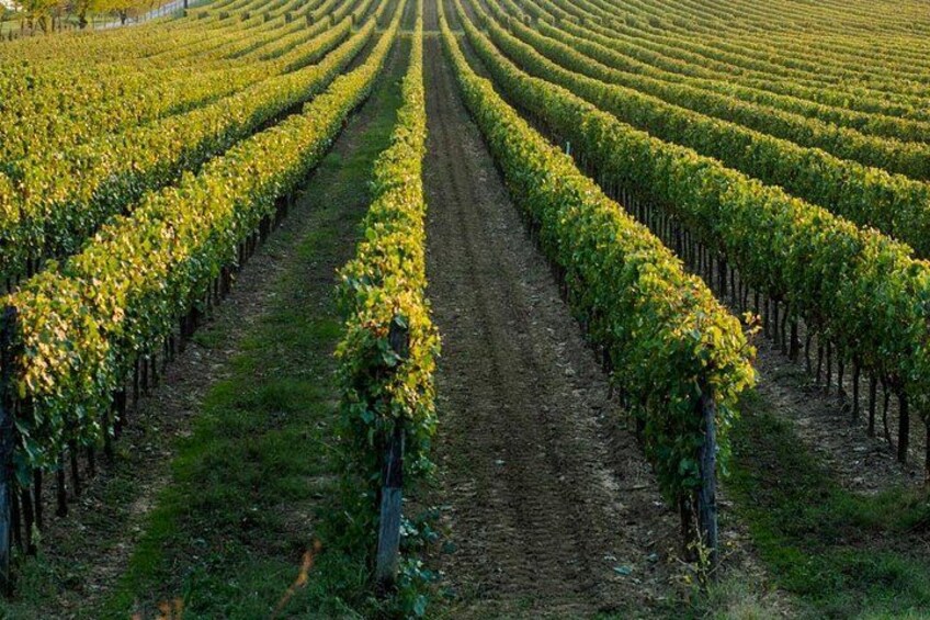 Trani: Wine tasting & Light Lunch in a Vineyard 2
