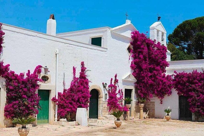 Trani: Wine tasting & Light Lunch in a Vineyard 5