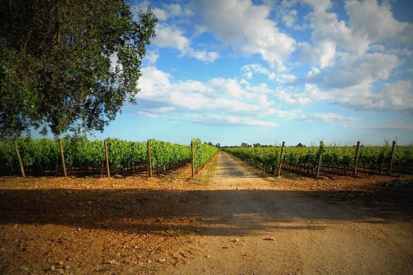 Trani: Wine tasting & Light Lunch in a Vineyard 4
