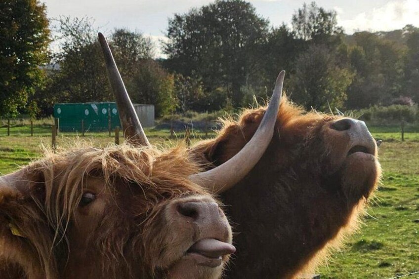 Cheeky Highland Coos 5