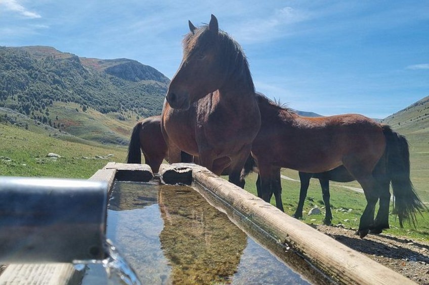 A horse drinking from a trough in a grassy field with mountains in the background. 2