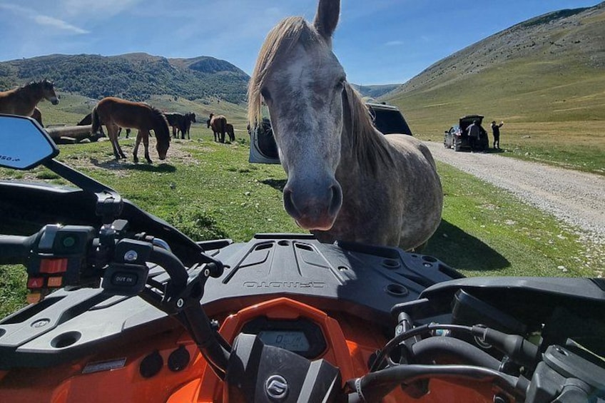 A horse, a dirt road, and a vehicle. 3
