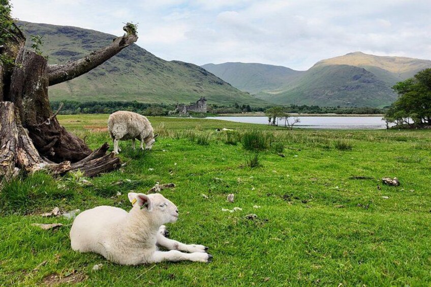 Lambs and Lochs 5