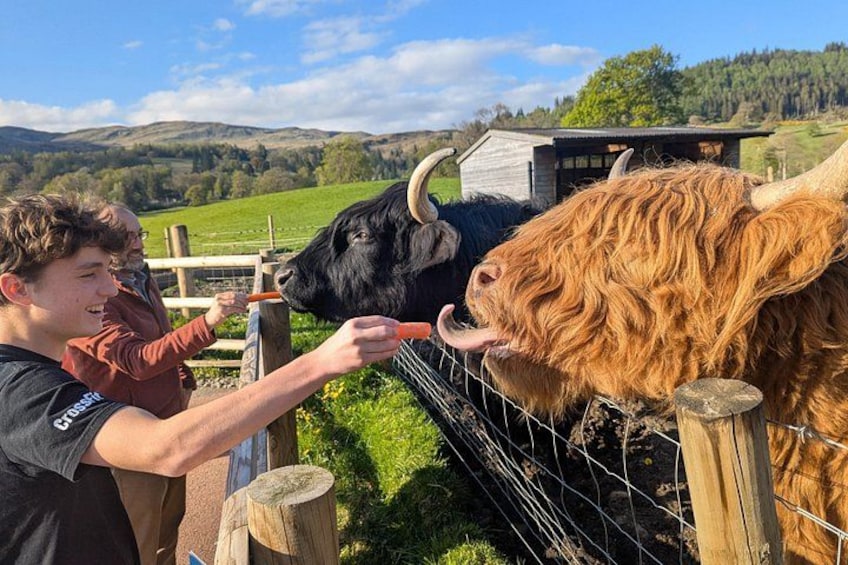 A person feeding a yak through a fence. 5