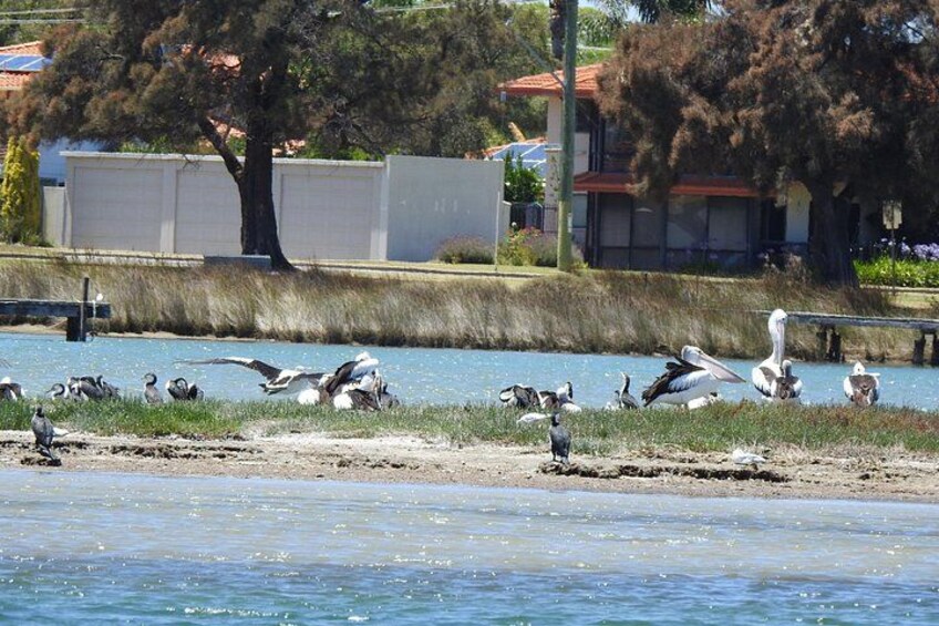 Orilla de río con aves, árboles y edificios al fondo. 5