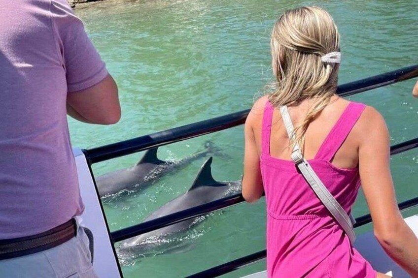Una persona con un vestido rosa observando delfines desde un bote. 4
