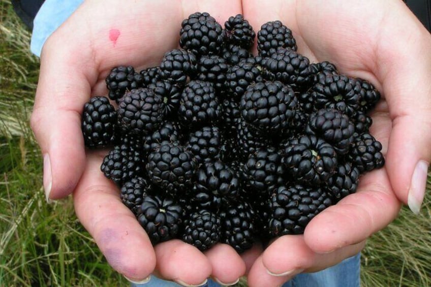 Okanagan Blackberry Fest; Wine Flights & Charcuterie - Kelowna 5