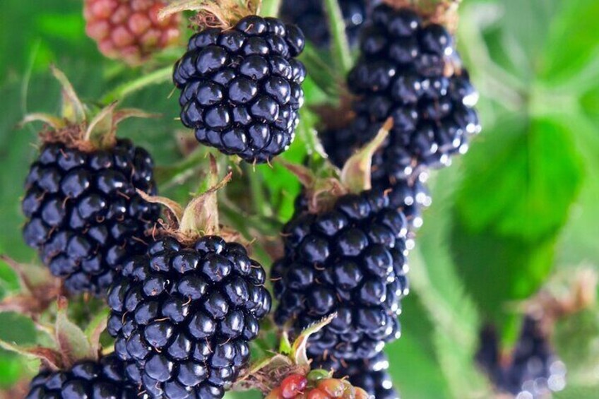 Okanagan Blackberry Fest; Wine Flights & Charcuterie - Kelowna 2
