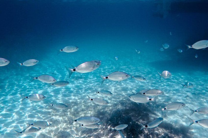 A school of silver fish swimming in clear blue water. 5