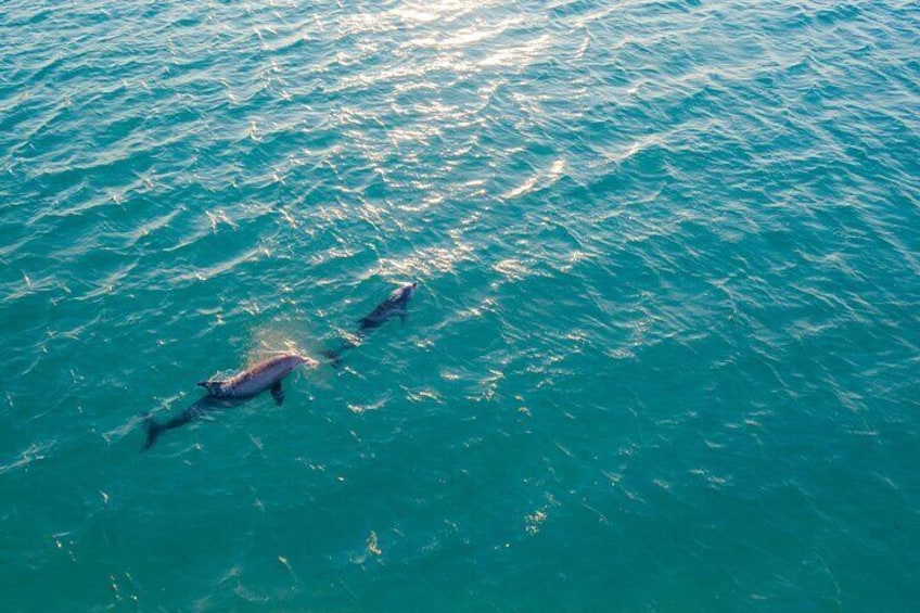 Dolphin Watching Tour 1