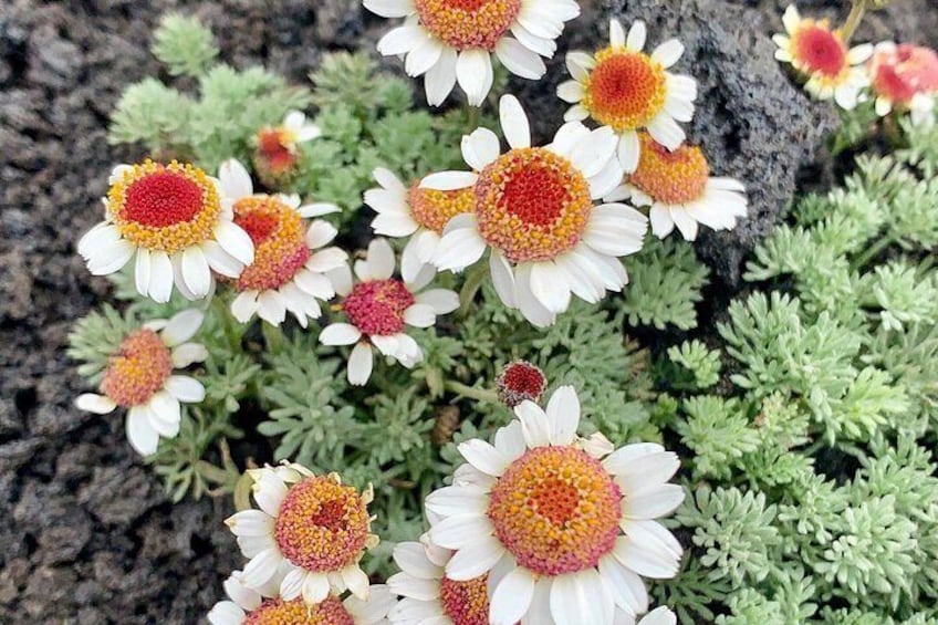 Chamomile of Etna 4