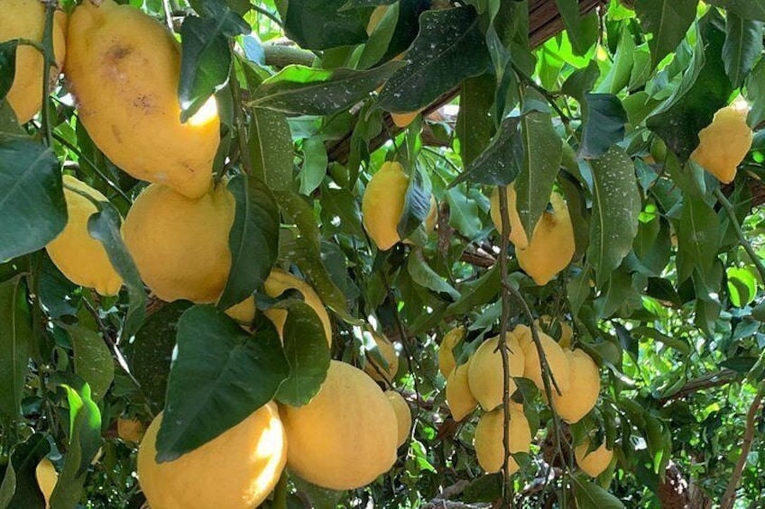 Amalfi Coast - Maiori: Path of Lemons Tour with Tasting 5