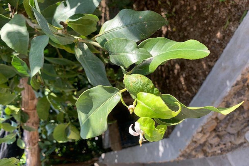 Amalfi Coast - Maiori: Path of Lemons Tour with Tasting 2