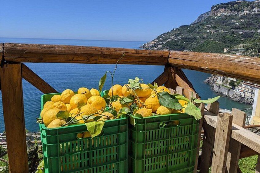 Green crates filled with lemons, a wooden railing, and a coastal landscape with buildings. 1