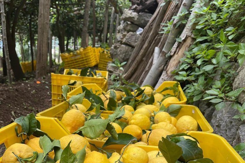 Amalfi Coast - Maiori: Path of Lemons Tour with Tasting 3