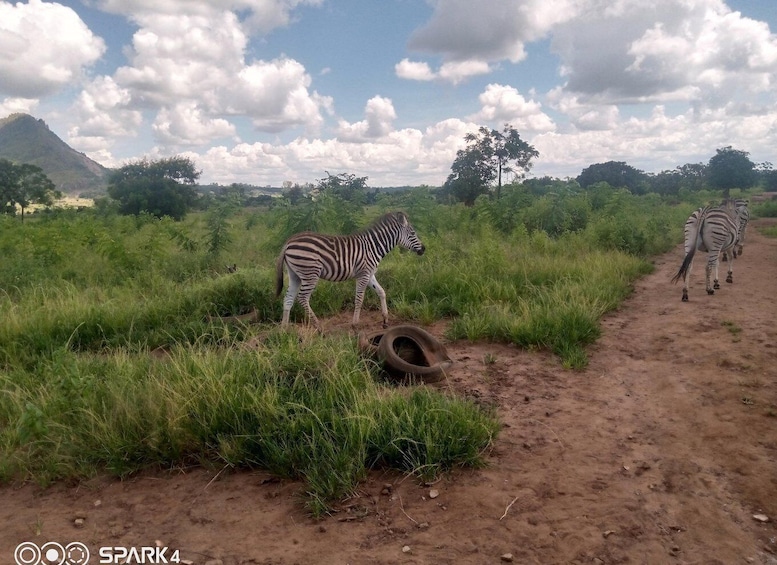 Malawi wildlife safari Tour 2